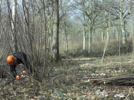 coppice pruning